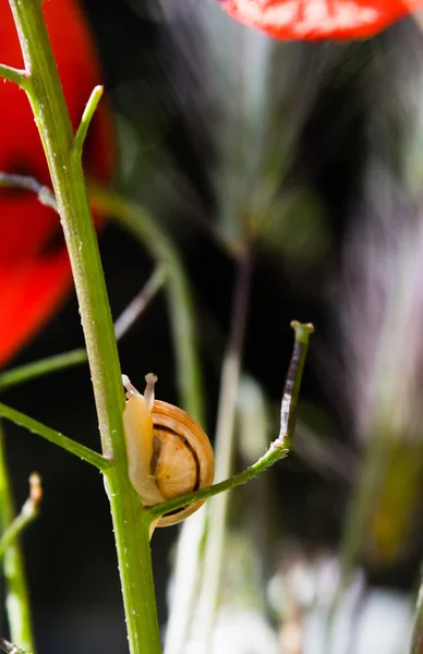 Kis csiga mászik fel a piros mák virág szára — Stock Fotó