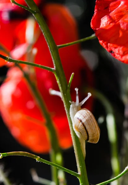 Kis csiga mászik fel a piros mák virág szára — Stock Fotó