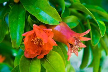 Nar ağacı meyve ve çiçek sahnede içinde yeşil yaprakları