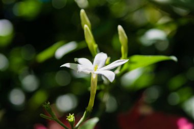 Yasemin çiçek açan Azores Yasemin (Jasminum azoricum) çiçek bahçesinde,