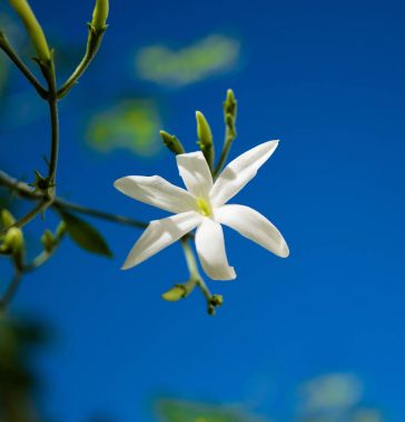 Azores Yasemin (Jasminum azoricum) çiçek Bahçe, çiçek yasemin, mavi gökyüzü arka planda