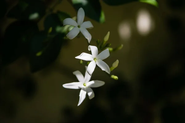 Azory jaśmin (Jasminum azoricum) kwiat w ogrodzie, kwitnący jaśmin — Zdjęcie stockowe