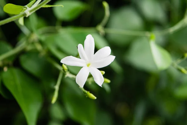 Yasemin çiçek açan Azores Yasemin (Jasminum azoricum) çiçek bahçesinde,