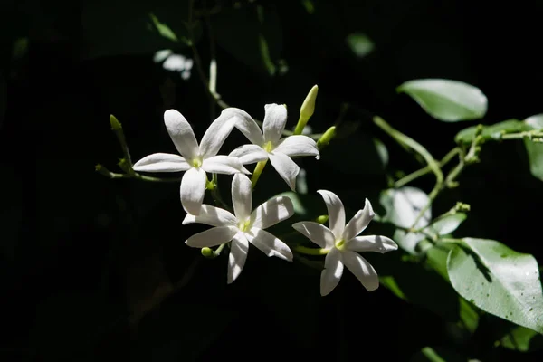 Yasemin çiçek açan Azores Yasemin (Jasminum azoricum) çiçek bahçesinde,