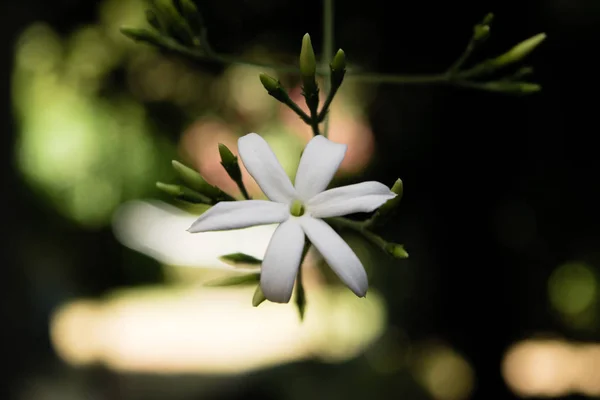 Azores Jazmín (Jasminum azoricum) flor en el jardín, jazmín en flor — Foto de Stock