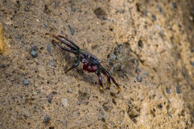 Tenerife, Kanarya Adaları, İspanya kayada Yengeç