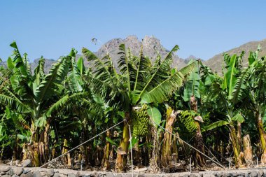 Muz plantasyon dağlarda, Tenerife, Kanarya Adaları, İspanya