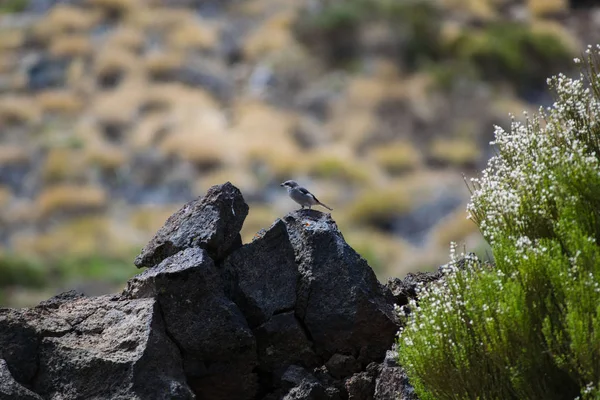 Blue Chaffinch oiseau sur le rocher, Tenerife — Photo
