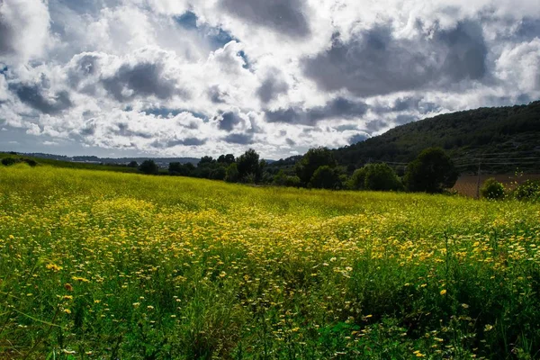 黄色のカモミールの背景には、スペインの山フィールド — ストック写真