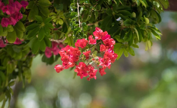 Бугаинвиллеа испанский розовый цветок, Испания — стоковое фото