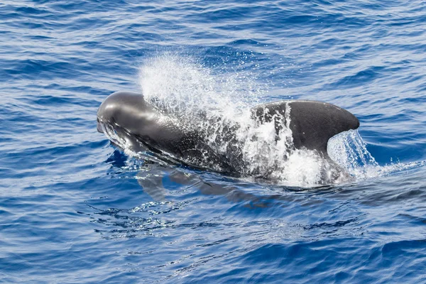 Walfang im Ozean, Teneriffa, Kanarische Inseln, Spanien — Stockfoto