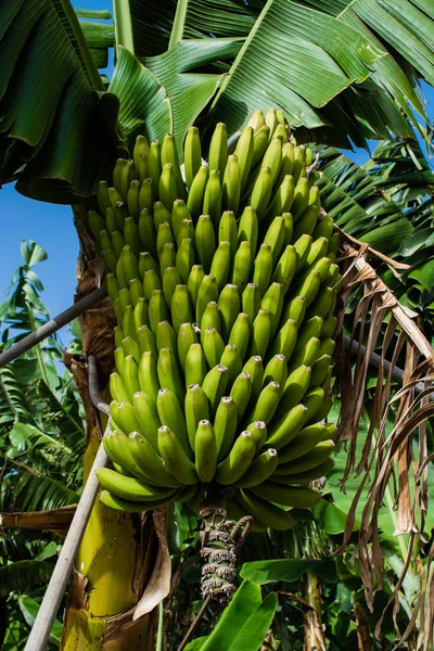 Salkım muzu yeşil karşı plantasyonunda, Kanarya muz, Tenerife bırakır.