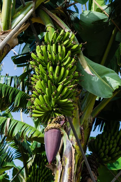 Flor de um ramo de bananas contra folhas verdes em plantação, bananas canárias, Tenerife — Fotografia de Stock