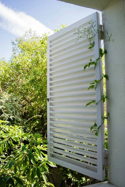 Climbing Jasmine plant curl an open window white shutter