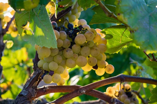 Bando de uvas douradas penduradas em vinhas em vinhedos, plantação em Espanha — Fotografia de Stock