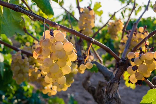 Altın üzüm asma stok şarap bahçesinde, plantation İspanya asılı demet — Stok fotoğraf