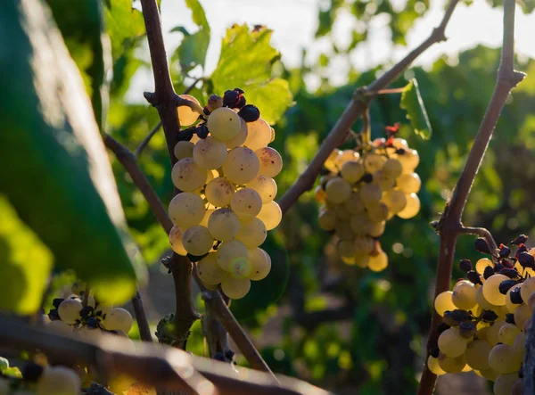 Bando de uvas douradas penduradas em vinhas em vinhedos, plantação em Espanha — Fotografia de Stock