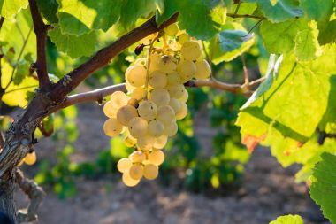 Altın üzüm asma stok şarap bahçesinde, plantation İspanya asılı demet