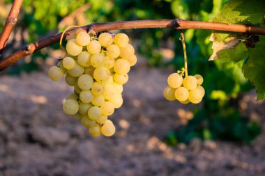 Altın üzüm asma stok şarap bahçesinde, plantation İspanya asılı demet