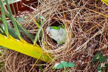 Bir palmiye ağacı, Barcelona İspanya içinde belgili tanımlık yuva oturan vahşi yeşil papağan