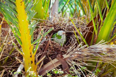 Palmiye ağacı, Barcelona İspanya bir yuva inşa yeşil vahşi papağan