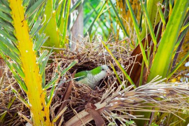 Palmiye ağacı, Barcelona İspanya bir yuva inşa yeşil vahşi papağan