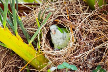 Bir palmiye ağacı, Barcelona İspanya içinde belgili tanımlık yuva oturan vahşi yeşil papağan