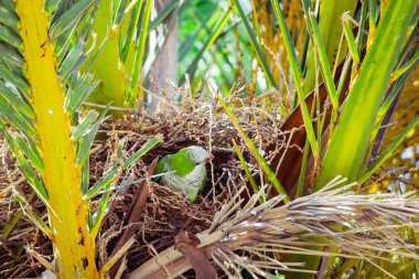 Palmiye ağacı, Barcelona İspanya bir yuva inşa yeşil vahşi papağan