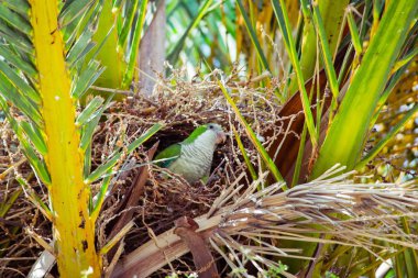 Bir palmiye ağacı, Barcelona İspanya içinde belgili tanımlık yuva oturan vahşi yeşil papağan