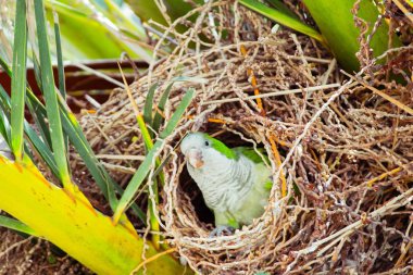 Bir palmiye ağacı, Barcelona İspanya içinde belgili tanımlık yuva oturan vahşi yeşil papağan
