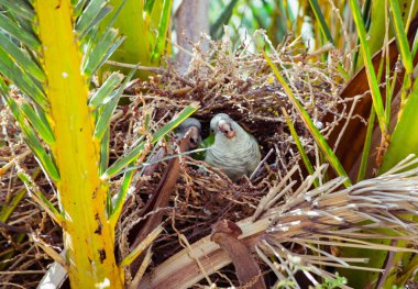 İki yeşil vahşi papağan bir palmiye ağacı, Barcelona İspanya içinde belgili tanımlık yuva oturan