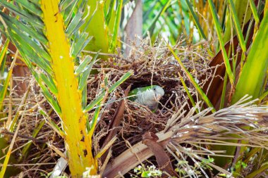 Palmiye ağacı, Barcelona İspanya bir yuva inşa yeşil vahşi papağan
