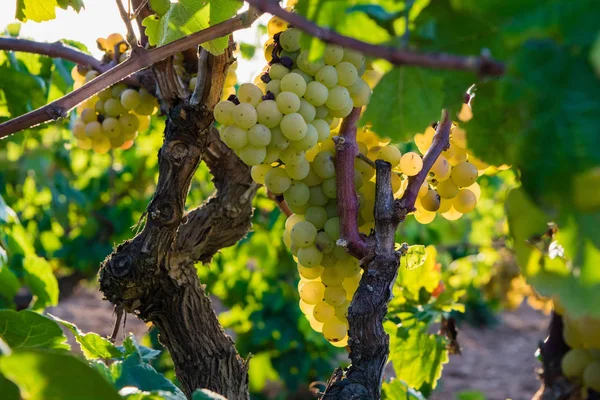 Bando de uvas douradas penduradas em vinhas em vinhedos, plantação em Espanha — Fotografia de Stock