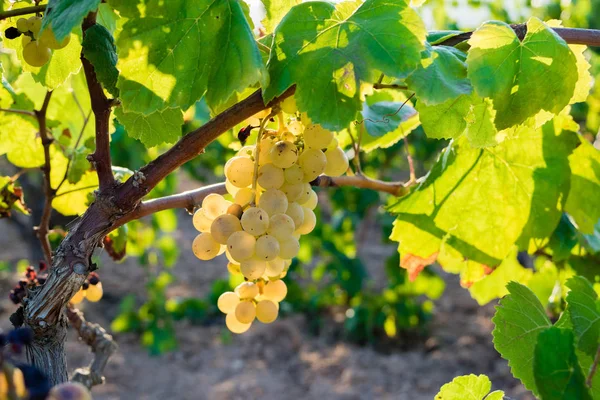 Bando de uvas douradas penduradas em vinhas em vinhedos, plantação em Espanha — Fotografia de Stock