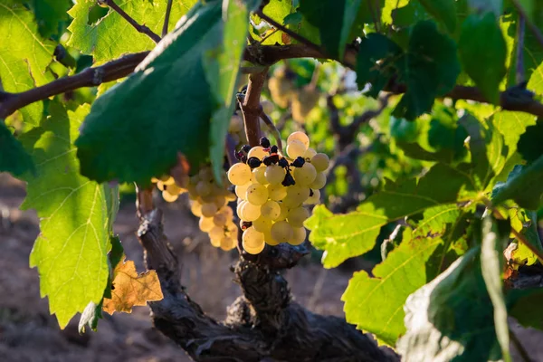 Bando de uvas douradas penduradas em vinhas em vinhedos, plantação em Espanha — Fotografia de Stock