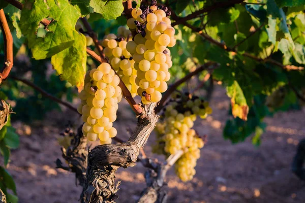 Gyllene druvklase hänger på vine lager på vin gård, plantage i Spanien — Stockfoto