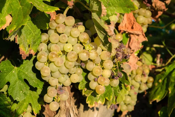 Altın üzüm asma stok şarap bahçesinde, plantation İspanya asılı demet — Stok fotoğraf