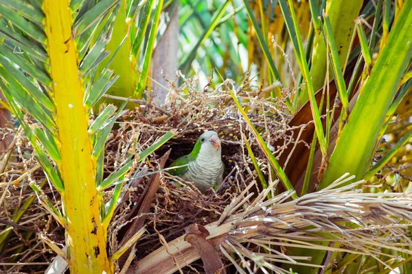 Loro salvaje verde construyendo un nido en la palmera, Barcelona España — Foto de Stock