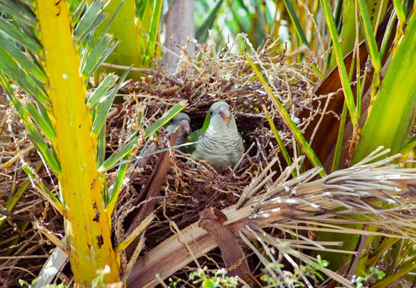 Two green wild parrots sitting in the nest in a palm tree, Barcelona Spain