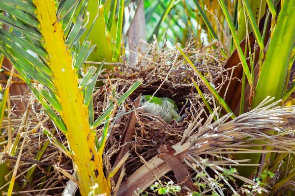 Palmiye ağacı, Barcelona İspanya bir yuva inşa yeşil vahşi papağan