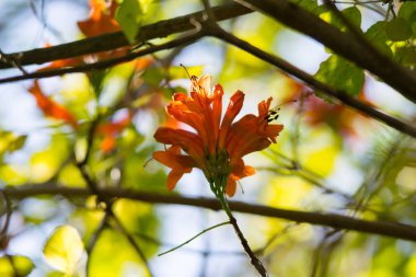 Turuncu trompet, alev çiçeği, bir ağacın yangın kraker asma yaprağı
