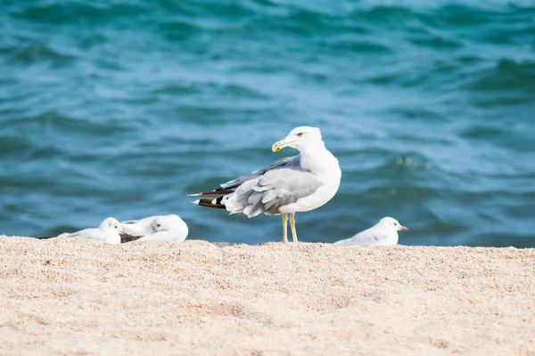 Чайка Піщаному Пляжі Море Тлі — стокове фото