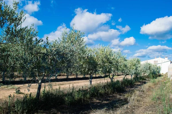 Drzewa Oliwne Hiszpanii — Zdjęcie stockowe