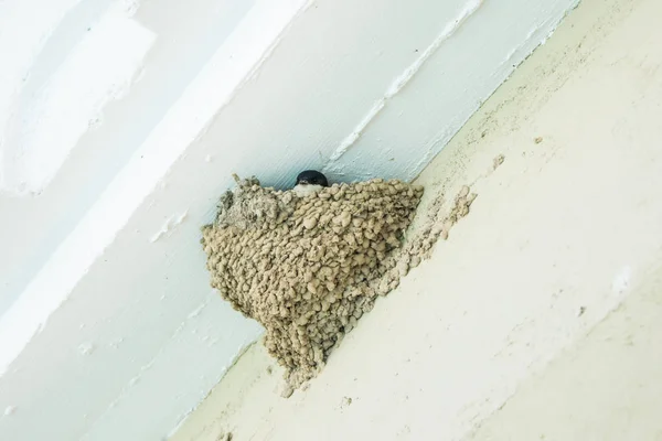 Slikken Een Nest Een Witte Muur — Stockfoto