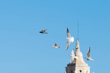 Mavi gökyüzünde yüksek uçan martı