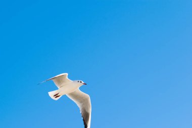 Mavi gökyüzünde yüksek uçan martı