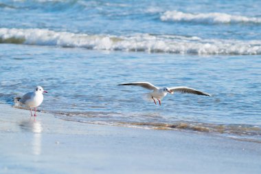 Martı beach, mavi denizi, İspanya