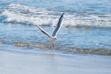 Martı beach, mavi denizi, İspanya