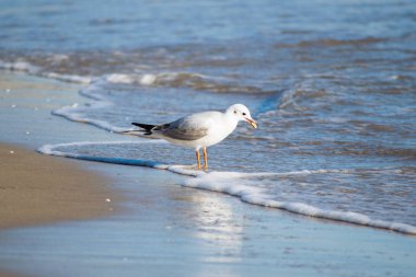 Martı beach, mavi denizi, İspanya