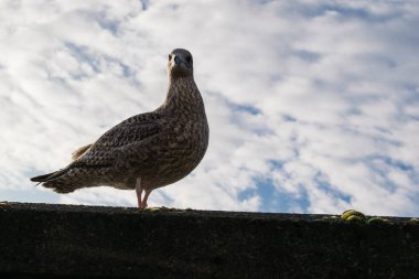 Bulutlar gökyüzü karşı genç ergen martı
